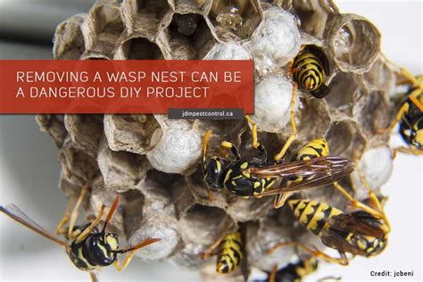 wasp nest removal richmond