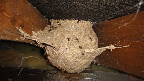 wasp nest removal service grimsby