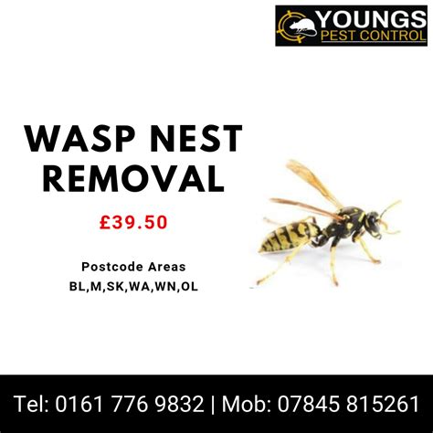 wasp nest removal service petersfield