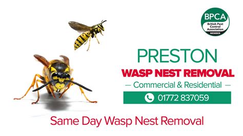 wasp nest removal service preston