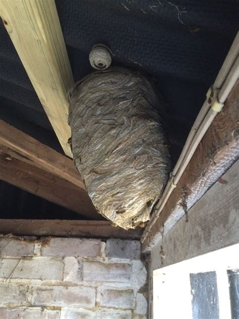 wasp nest removal uk