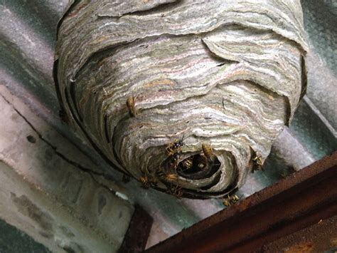wasp nest removal walsall