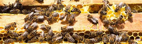 wasp nest removal wirral