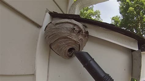 wasp nest removal york