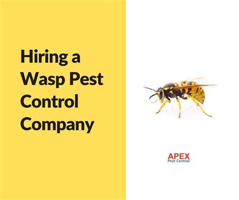 wasp pest control companies