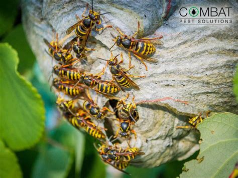 wasp pest control near home