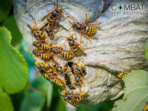 wasp pest control nearby