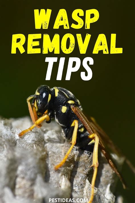 wasp pest control tips