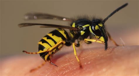 wasp prevention indian trail nc
