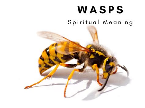 wasp sting meaning in hindi