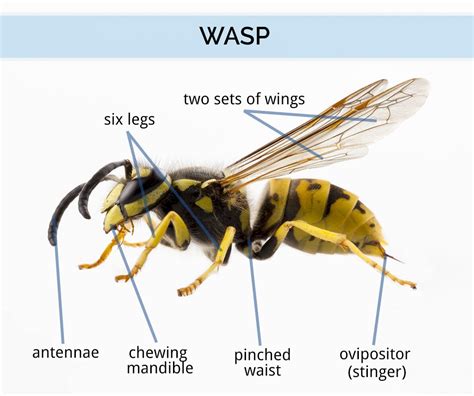 wasp what does it stand for