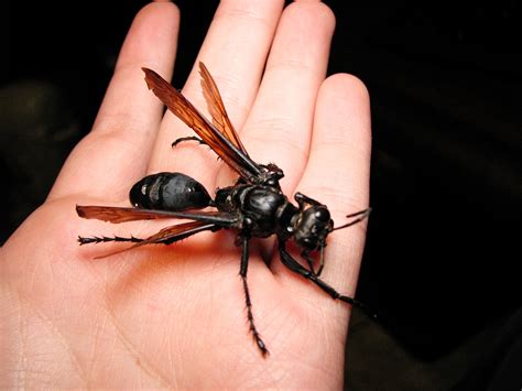 wasp with large stinger