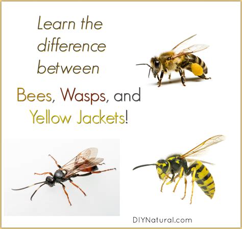 wasps hornets yellowjackets difference