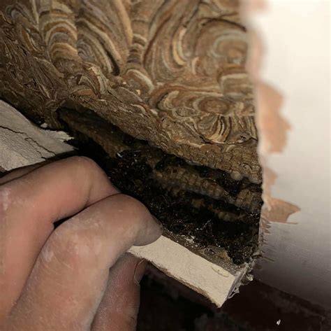 wasps nest removal leeds