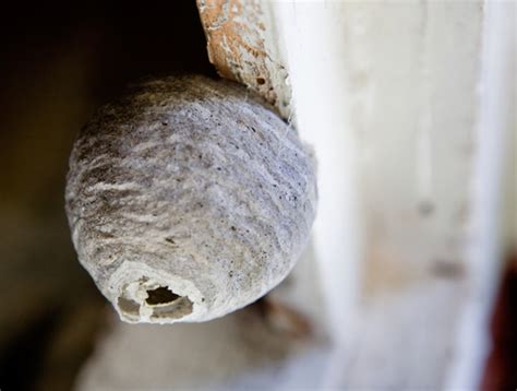 wasps nest removal nottingham