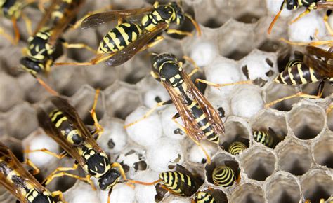 wasps pest control
