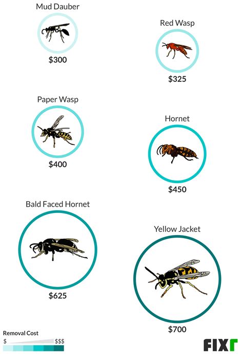 wasps removal service cost