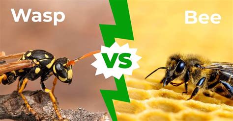 wasps vs bees fight