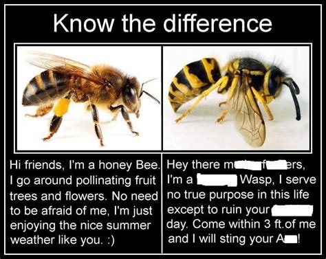wasps vs bees meme
