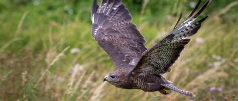 wat is een buizerd