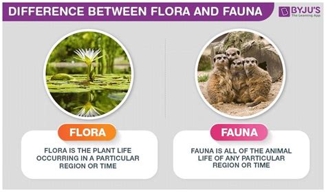 wat is fauna en flora