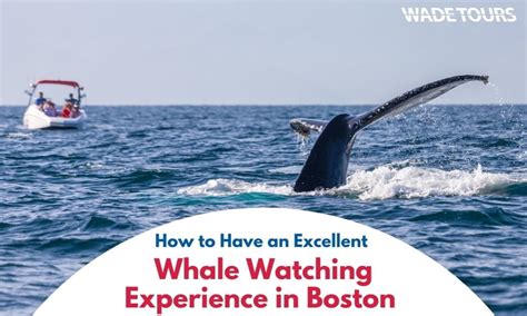 watching whales boston 2021