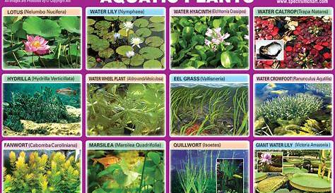 Indian school posters Water plants, School posters