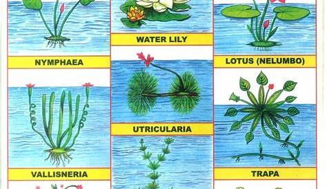 Water Plants Names List With Pictures Aquatic Plant Of Aquatic Plant