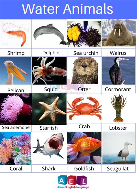 sea animals, Vocabulary English English vocabulary, Learn english vocabulary, Animals name in