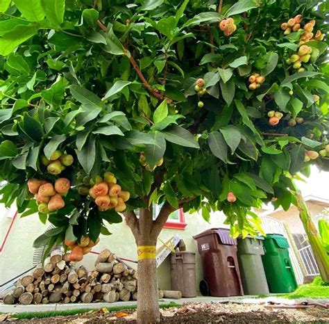 Water Apple Tree Height