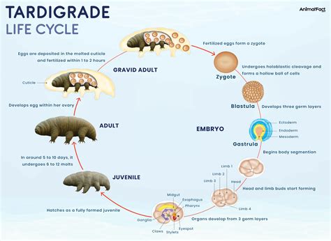 Water Bear Age