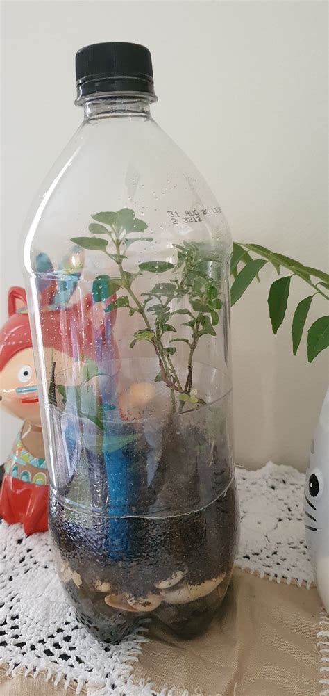 water bottle terrarium