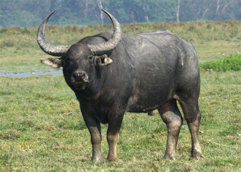 water buffalo