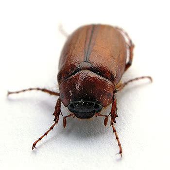 Water Bug Extermination