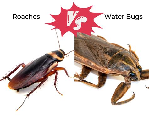Water Bug Roach Baby