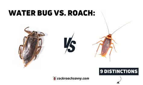 Water Bug Versus Roach