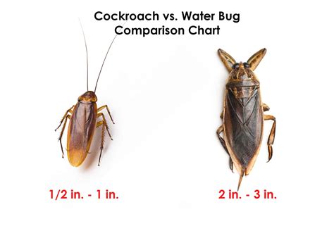 8 Things Water Bug vs Cockroach: Pest Control Guide