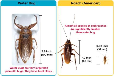 Water Bug Vs Roach Size
