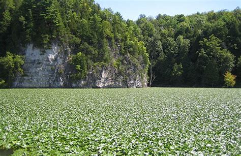 Water Chestnut Lake Champlain
