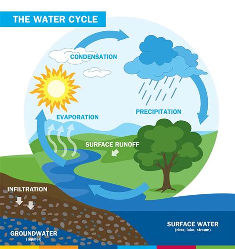 water cycle diagram label