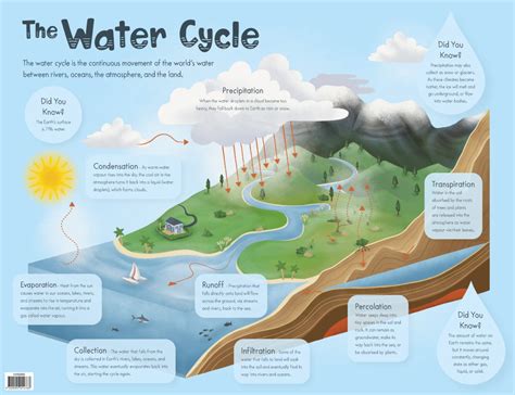 water cycle facts and information