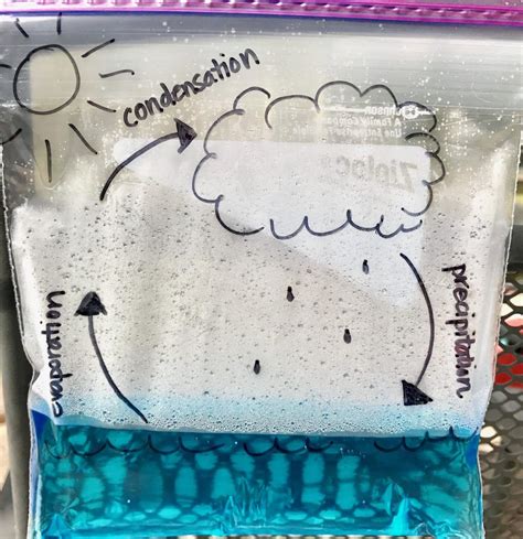 water cycle in a bag pdf