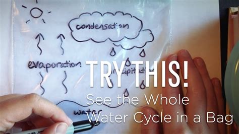 water cycle in a bag youtube