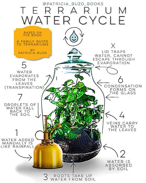 water cycle in a terrarium