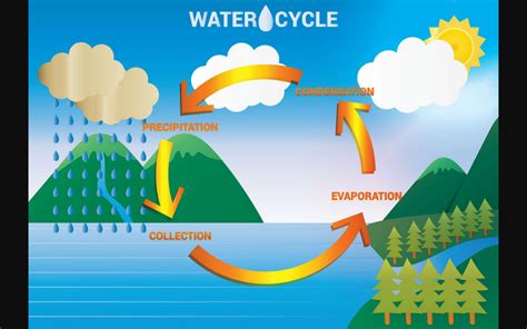 water cycle in order 4 steps