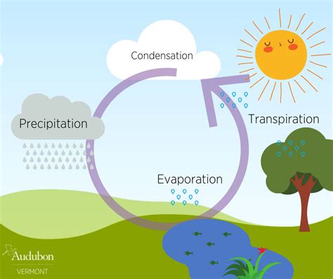 water cycle with transpiration