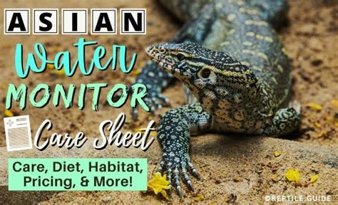 water monitor care sheet