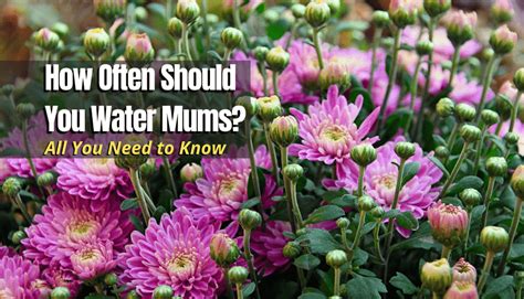 Beginner's Guide to Chrysanthemums Southern Living