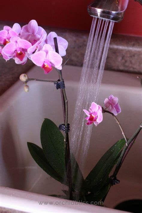 How to Fertilize Your Orchid Collection