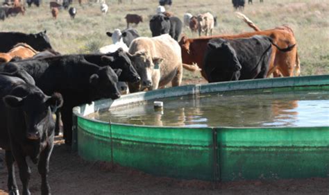 Water Quality For Cattle